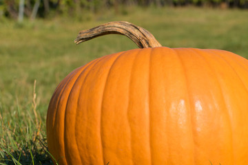 Kürbis für Halloween Nahaufnahme rechts