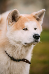 Akita Dog or Akita Inu, Japanese Akita Outdoor. Close Up