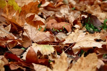 Fallen autumn leaves