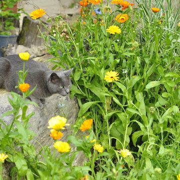 Chat gris &agrave; la chasse 