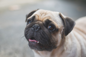 Pug dog