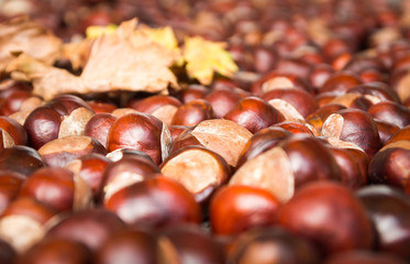 Chestnut harvest, spread out to dry.