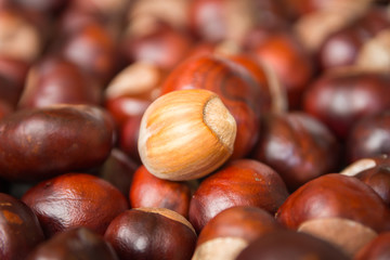 Chestnut harvest, spread out to dry.
One hazelnut in the middle.