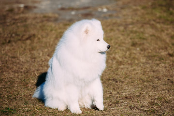 Lovely Young White Samoyed Dog in Park.
