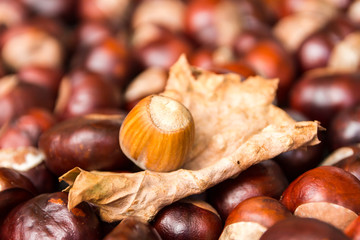 Chestnut harvest, spread out to dry.
One hazelnut on a leaf in the middle.