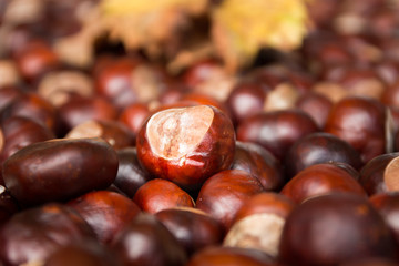 Chestnut harvest, spread out to dry.