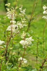Reine-des-prés , plante mellifère 