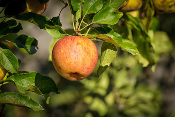 beautiful red apple on a tree