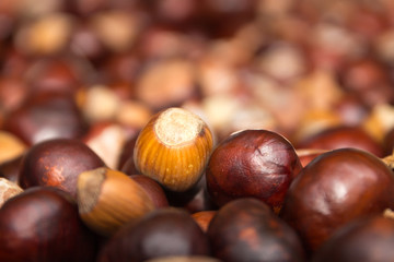 Chestnut harvest, spread out to dry.
One hazelnut in the middle.