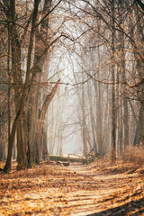 Fototapeta premium Countryside Road Lane Path Walkway Through Oak Autumn Forest Wit