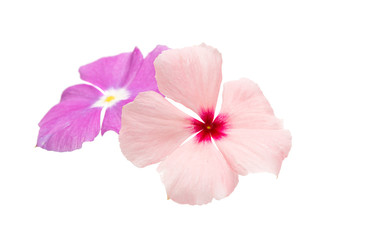 Beautiful pink vinca flowers (madagascar periwinkle)