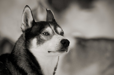 Husky schwarz-weiß