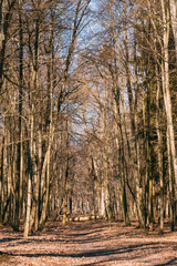 Countryside Road Lane Path Walkway Through Oak Autumn Forest Wit