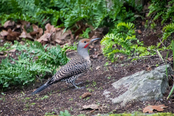 Northern Flicker