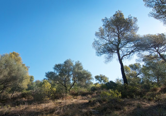 Fresh Bellver forest