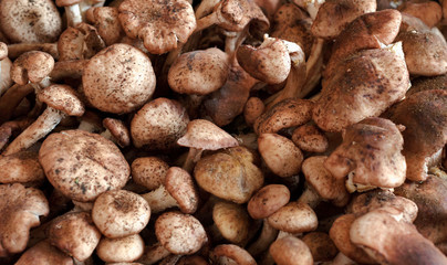 Mushrooms at a stand in the Rialto market, Venice, Italy
