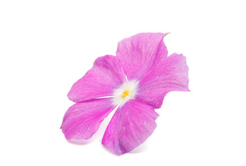 Fototapeta premium Beautiful pink vinca flowers (madagascar periwinkle)