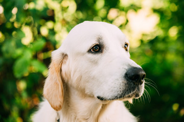 Close Side View Head Muzzle Portrait Of Yellow Golden Labrador Retriever Dog