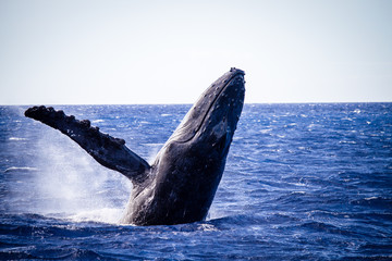 Humpback Whale Breaching Hawaii