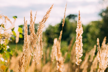 Beautiful Stem Dry Grass In Sunset Sunlight. Summer