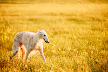 Obraz premium White Russian Dog, Borzoi Walking Running In Summer Sunset Sunrise