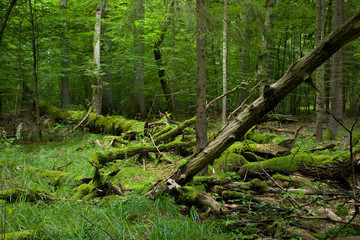 Fresh deciduous stand of Bialowieza Forest in summer