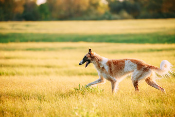 Naklejka na ściany i meble Russian Dog, Borzoi Running In Summer Sunset Sunrise Meadow
