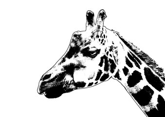 Giraffe illustration on a white background