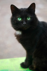 Obraz premium black cat with green eyes