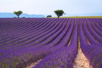 Obraz premium Lawendowe pole w pobliżu Valensole, Francja