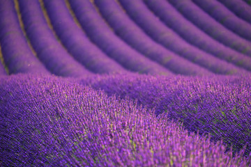 Fototapeta na wymiar Lavender field near Valensole.France