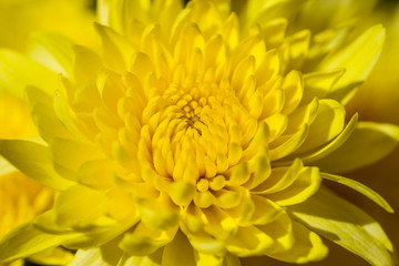 Flowers in the garden