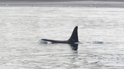 Fototapeta premium Orca, Iceland