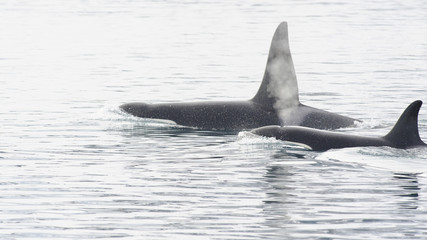 Fototapeta premium Pod of Orcas, Iceland