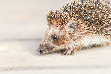 Cute Funny Lovely Hedgehog Standing On Wooden Floor