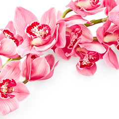 Orchid flowers isolated on white background