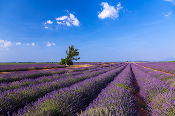 Fototapeta na wymiar Lavender field near Valensole.France