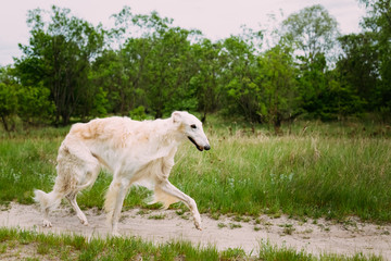 Fototapeta premium White Russian Borzoi hunting in autumn forest.