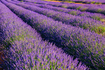 Plakat Lavender rows