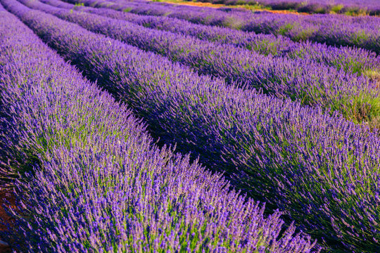 Lavender rows