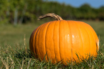 Kürbis im Gras