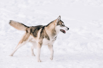 Naklejka premium Young Husky Dog Play Outdoor In Snow, Winter