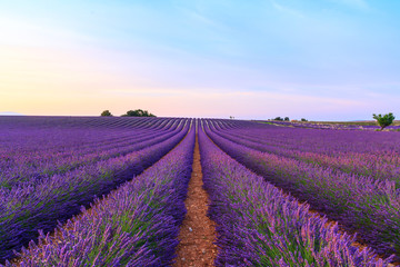 Naklejka na ściany i meble Stunning landscape with lavender field at sunset