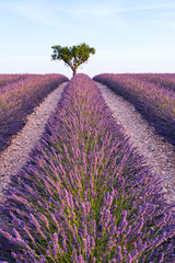 Naklejka premium Lavender field near Valensole.France