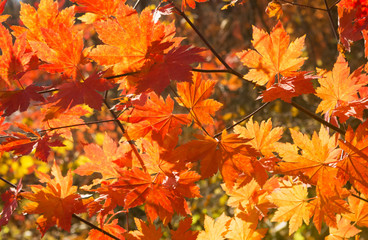 Autumn red maple