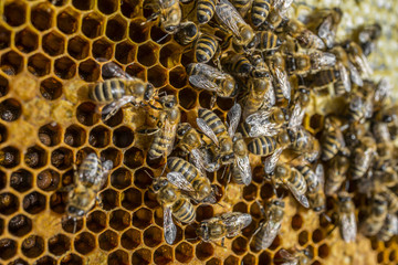 bee frame close up