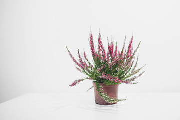 Beautiful heather flowers in pots placed on white table
