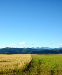 Fototapeta premium The last days of summer. Agricultural landscape. The boundary between the fields with unharvested grain harvest. Blue sky with cumulus clouds. Mountains on the horizon. Photo partially tinted.