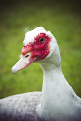 Portrait of Muscovy Duck