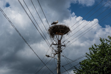 White stork nest in Saxon village Sibiel in Romania